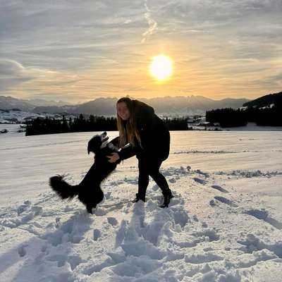 Hundetreffen-Spaziergang/Spielen/Training-Bild