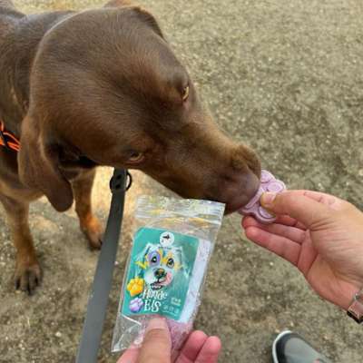 %{de_profession_title}-Hundeeis-Bild