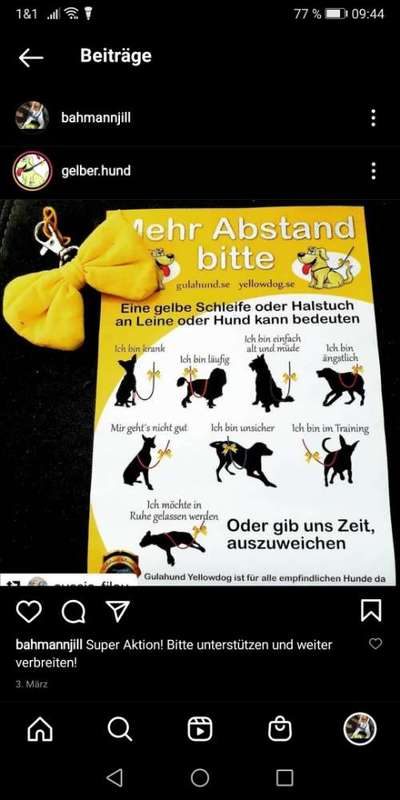 Andere Hunde ohne Leine-Beitrag-Bild
