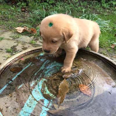 Welpen Bilder !-Beitrag-Bild