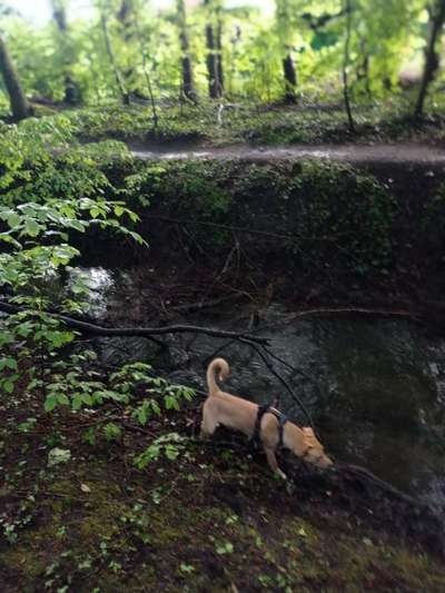 Dogorama-Monats-Challenge-Mai "Wasser"-Beitrag-Bild