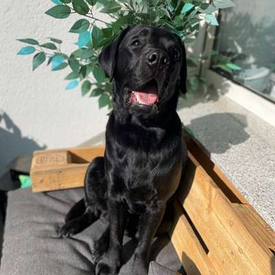 Hundetreffen-Labrador sucht Spielgefährten!-Bild