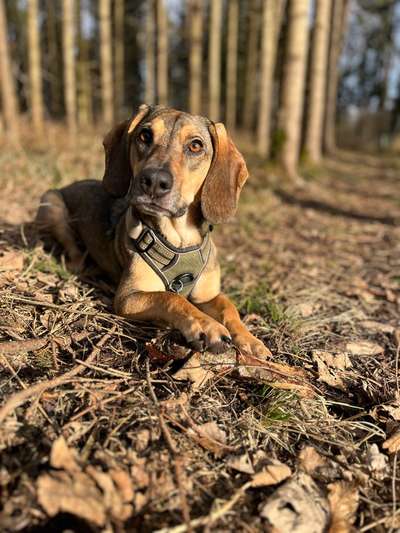 Hundetreffen-Gassi, Spielen und Trainieren am Lechkanal-Bild