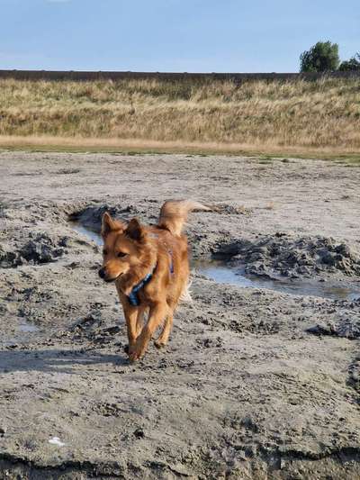 Windhunde - Treffen der besonderen Schönheiten
HERZLICH WILLKOMMEN-Beitrag-Bild