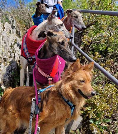 Windhundtreffen - PLZ-Beitrag-Bild