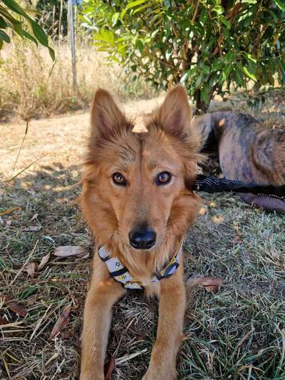 Windhunde - Treffen der besonderen Schönheiten
HERZLICH WILLKOMMEN-Beitrag-Bild