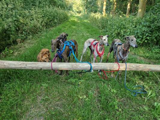 Windhunde - Treffen der besonderen Schönheiten
HERZLICH WILLKOMMEN-Beitrag-Bild