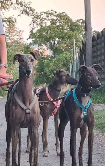 Windhunde - Treffen der besonderen Schönheiten
HERZLICH WILLKOMMEN-Beitrag-Bild