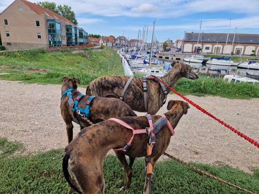 Windhunde - Treffen der besonderen Schönheiten
HERZLICH WILLKOMMEN-Beitrag-Bild