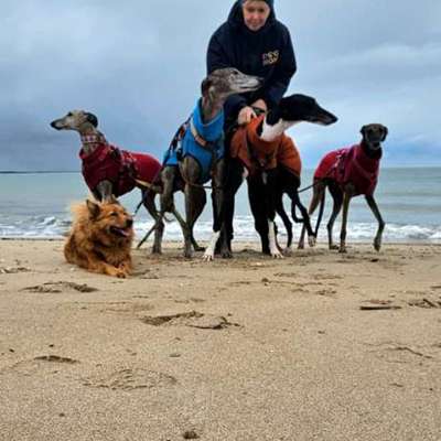 Windhunde - Treffen der besonderen Schönheiten
HERZLICH WILLKOMMEN-Beitrag-Bild