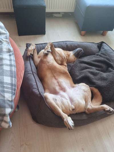 Die Dogorama Wochen Challenge-Beitrag-Bild