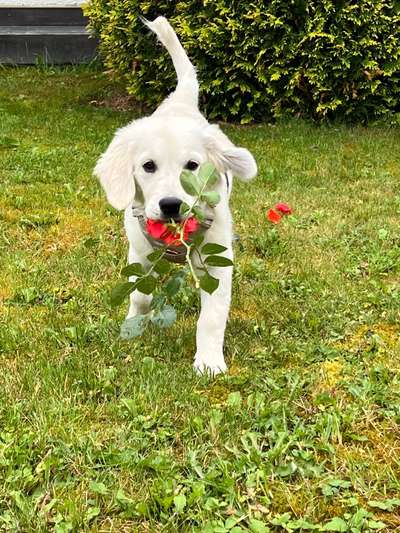 Hundetreffen-Welpentreffen in Gonsenheim und Umgebung-Bild