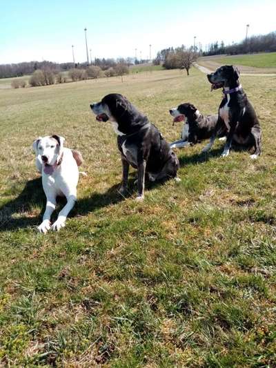 Deutsche Doggen Besitzer zeigt euch-Beitrag-Bild