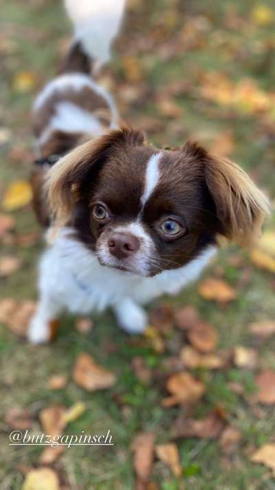 Hundetreffen-Gassi- und Spielrunde in Quickborn und Nähe-Bild