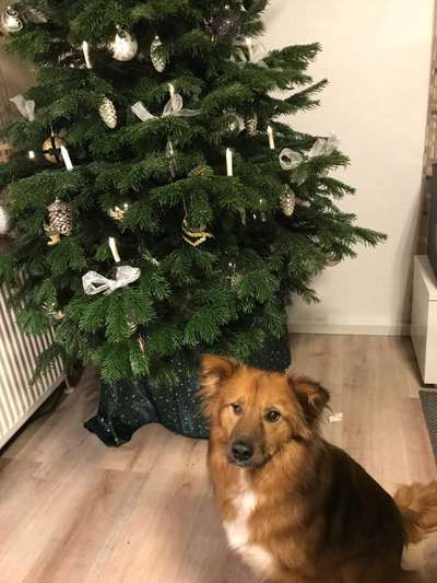 Weihnachtsfoto Aktion!-Beitrag-Bild