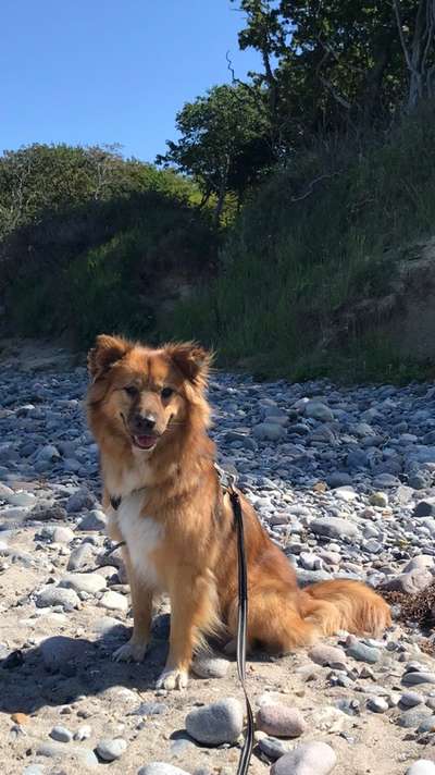 Tierschutzhund ist meine Lieblingsrasse-Beitrag-Bild