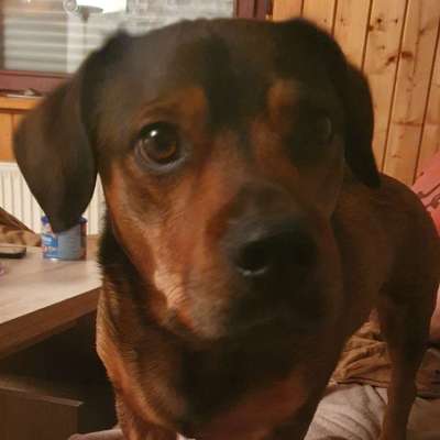 Hundetreffen-Gassirunde-Profilbild