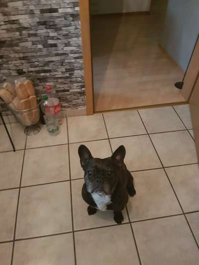 Unsere Fellnasen im Regenbogenland-Beitrag-Bild