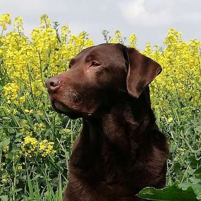 Hundetreffen-Spaziergänge für ältere ruhige Hunde-Profilbild