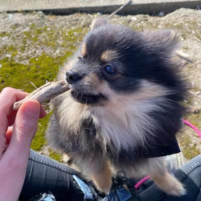 Hundetreffen-Welpen treffen Bergisch Gladbach-Profilbild