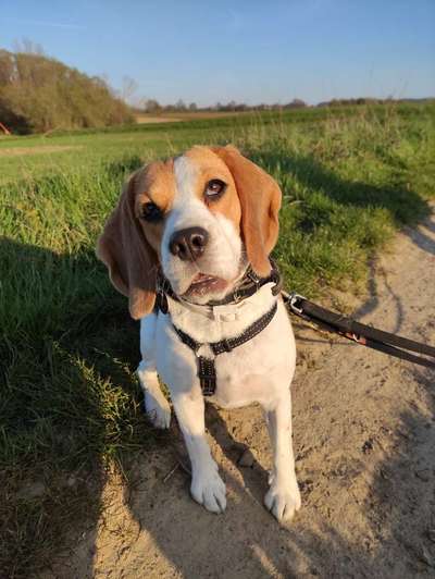 Hundetreffen-Gassirunde-Bild