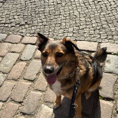 Hundetreffen-Playdate mit Bert-Bild