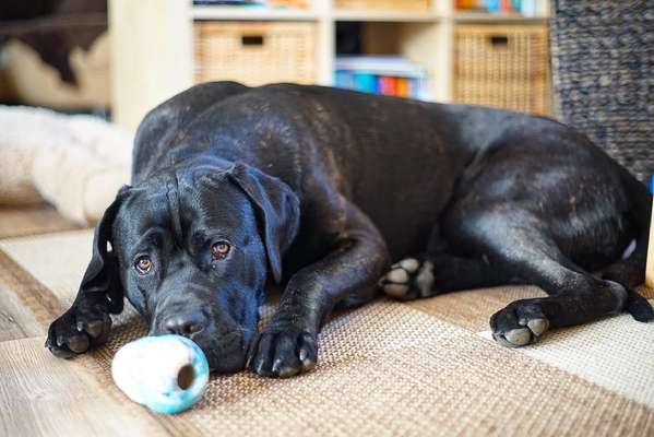 Zeigt mal die schönsten Bilder von euren Hunden !-Beitrag-Bild