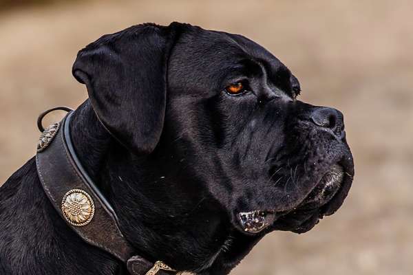 Hunde Porträt (Portrait) Galerie....-Beitrag-Bild