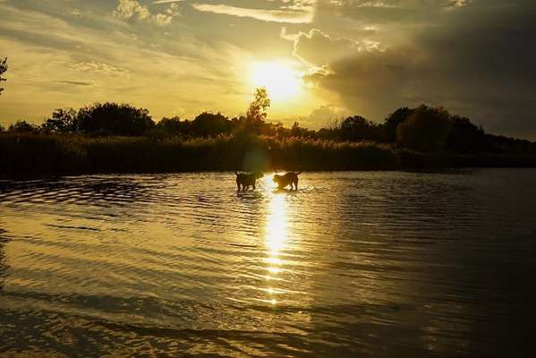 54. Fotocollagen Challenge: Silhouette-Beitrag-Bild