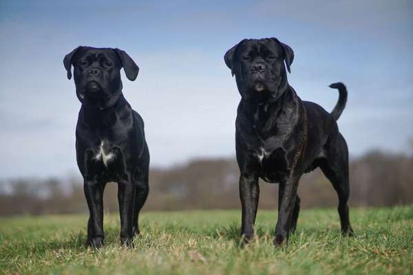 Zeigt her eure Junghunde :)-Beitrag-Bild