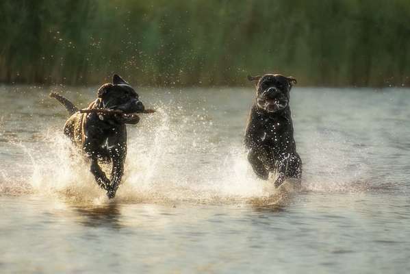 Zeigt mal die schönsten Bilder von euren Hunden !-Beitrag-Bild