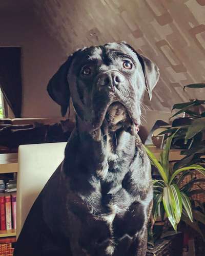 Dogorama Photo Challenge - Hundeblick zum hinschmelzen-Beitrag-Bild