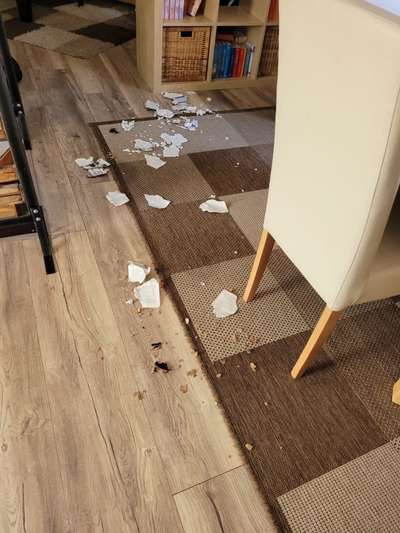 Zeig mir, dass du mit einem hund zusammenlebst....-Beitrag-Bild