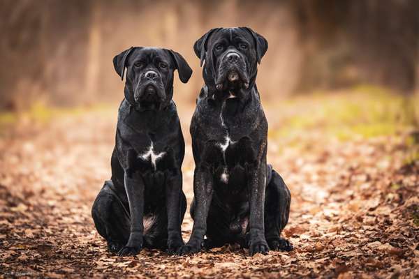 Zeigt mal die schönsten Bilder von euren Hunden !-Beitrag-Bild