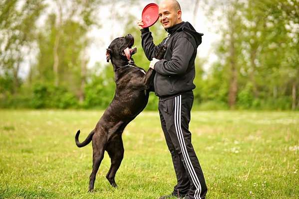 Challenge 33 - Du und dein Hund-Beitrag-Bild