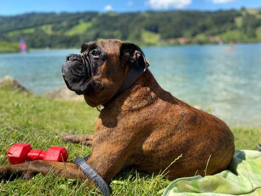 Unsere Fellnasen im Regenbogenland-Beitrag-Bild