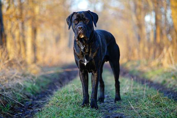 Die besten Hundeblicke 🐾❤️-Beitrag-Bild