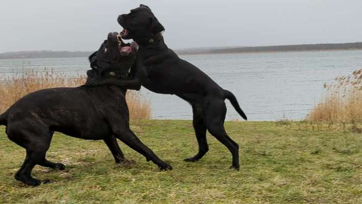 Fotosammlung: ,,Der natürliche Hund" Unbearbeitet, ungestellt und in Natura-Beitrag-Bild