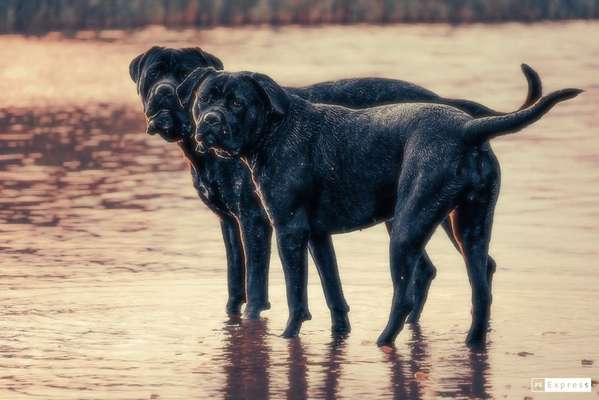 Zeigt mal die schönsten Bilder von euren Hunden !-Beitrag-Bild