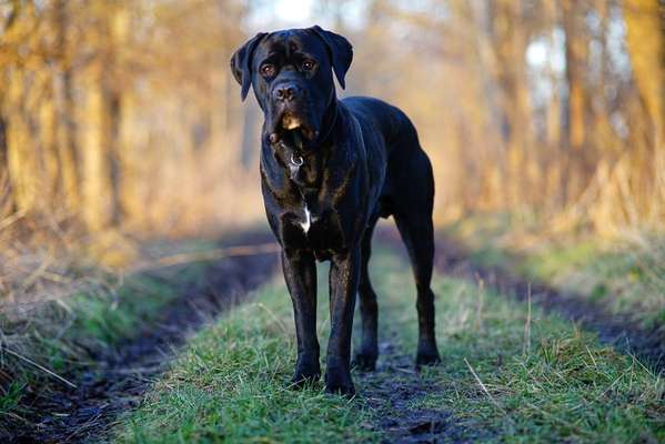 Zeigt her eure Junghunde :)-Beitrag-Bild