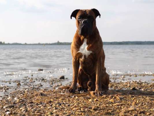 Unsere Fellnasen im Regenbogenland-Beitrag-Bild