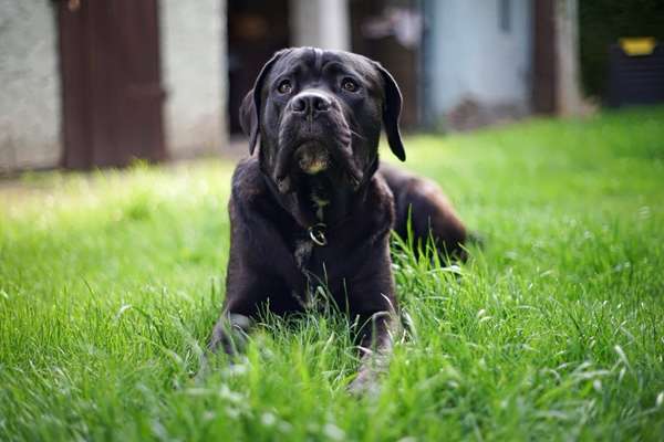 Die Dogorama Monats Challenge "Es grünt und blüht"-Beitrag-Bild