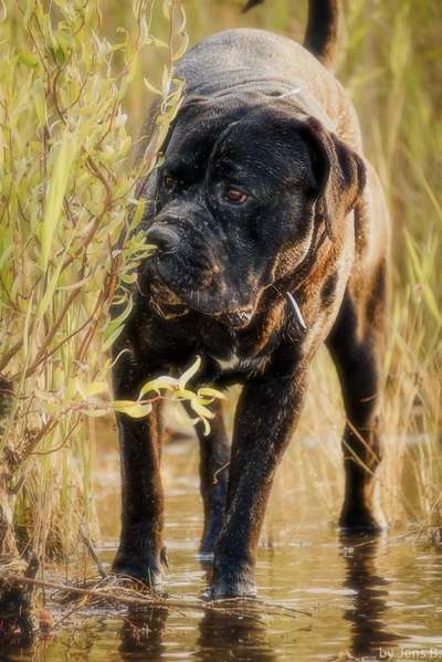Zeigt mal die schönsten Bilder von euren Hunden !-Beitrag-Bild