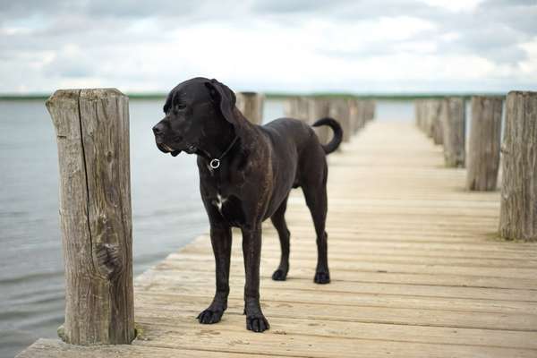 Die wunderschöne Welt mit Hund.-Beitrag-Bild