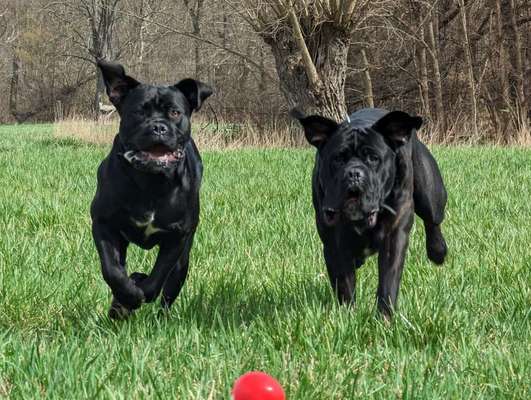 Fotosammlung: ,,Der natürliche Hund" Unbearbeitet, ungestellt und in Natura-Beitrag-Bild