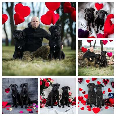 21. Collage Challenge 
Du und dein Hund-Beitrag-Bild