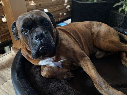 Unsere Fellnasen im Regenbogenland-Beitrag-Bild