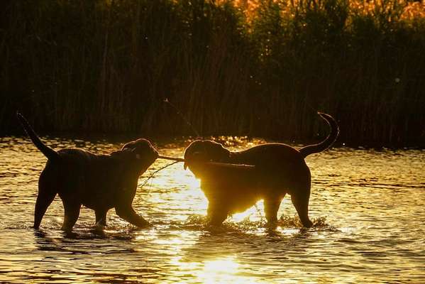 54. Fotocollagen Challenge: Silhouette-Beitrag-Bild