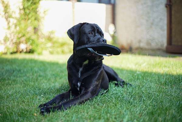 Zeig dein Hund mit seinem Lieblingsspielzeug-Beitrag-Bild