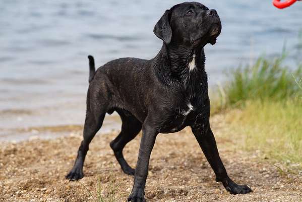 Wo sind die ganzen Molosser? Zeigt doch mal Eure Molosser-Beitrag-Bild
